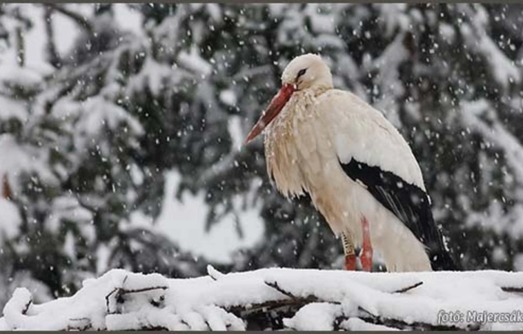 Elpusztult Fülöp, a Bodrogkeresztúrban telelő gólya
