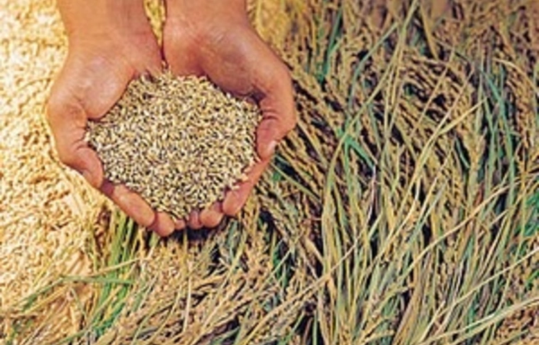 A magyar vetőmag mindenütt keresett a világon