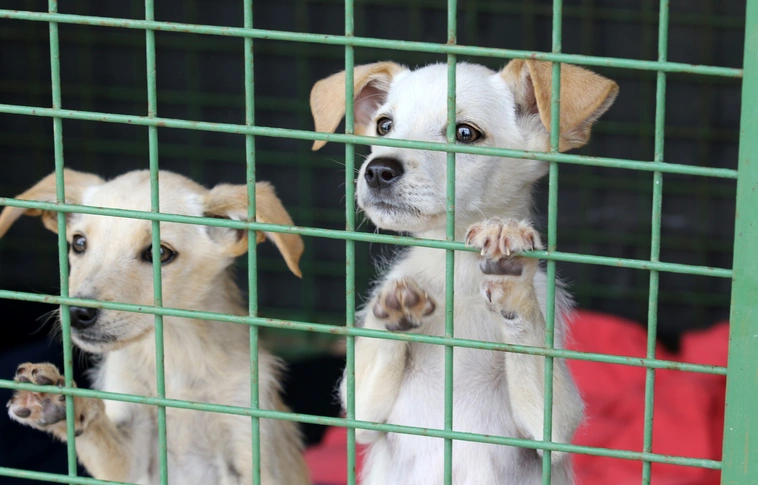 MÁSA: zsúfolásig megtelt a menhely