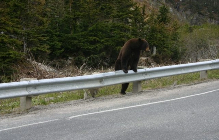 Visszatért! – Nyékládháza és Kistokaj között láttak egy medvét (Videóval!)