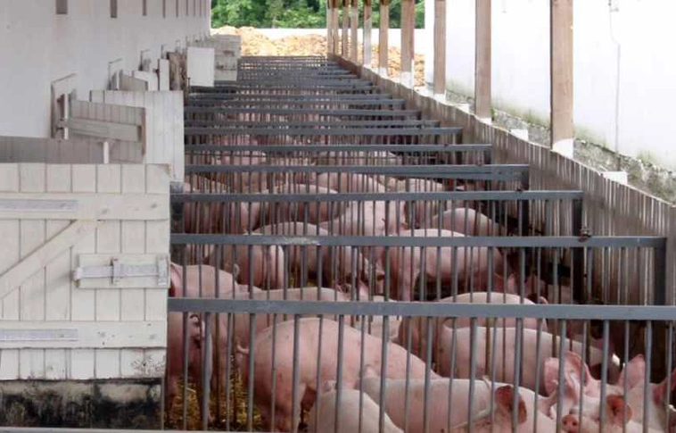 Több országgal is egyeztetnek a sertéspestis ügyében