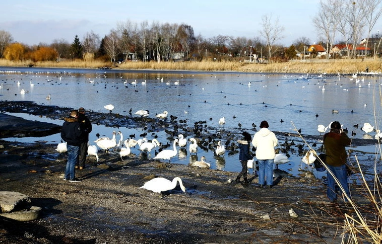 Ne etessük a vízimadarakat!