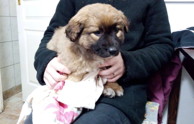 Elkóborolt kedvencek: tucatnyi kutya került be szilveszterkor a MÁSÁ-hoz