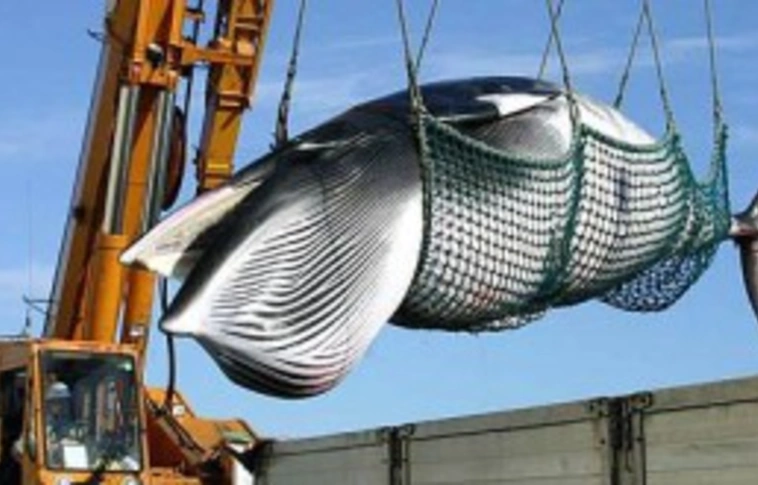 Japánban januártól újra beindul a bálnavadászat