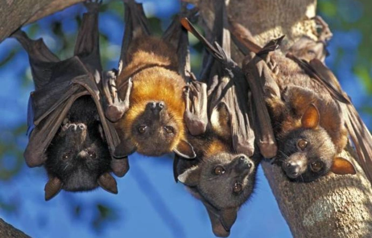 Megvadultak a hőség miatt a denevérek Ausztráliában – egyre több a támadás