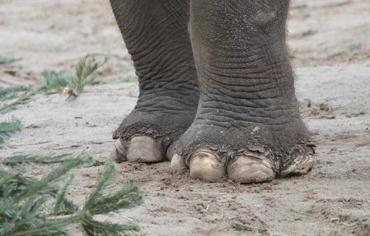 Elefánt taposott halálra egy nőt