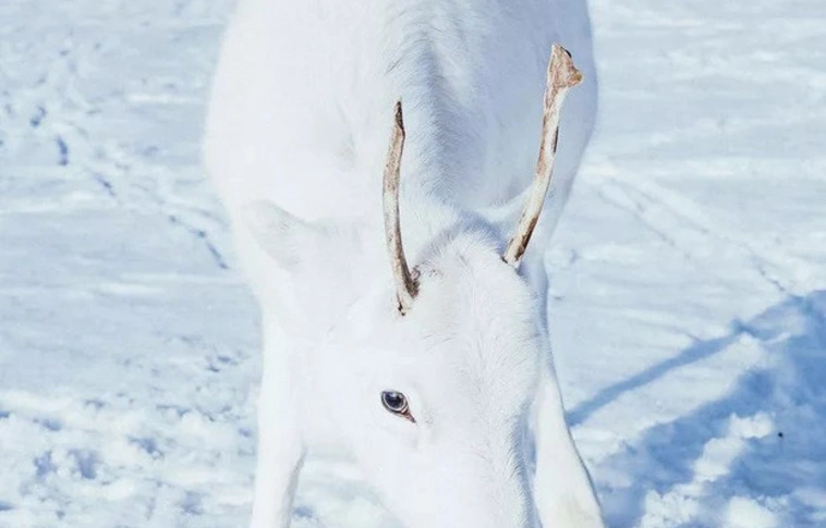 Fehér rénszarvast láttak Norvégiában!