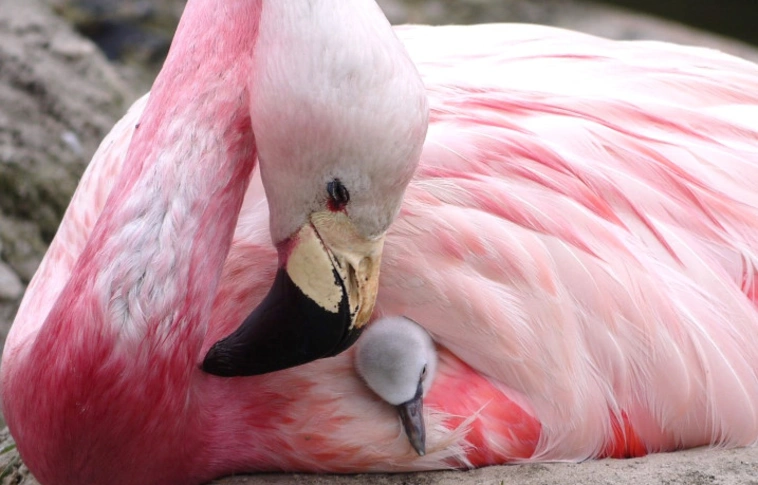A hőhullám pozitívumai: 15 év után először raktak tojást az andoki flamingók 