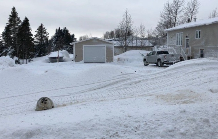 Fókainvázió miatt kért segítséget egy kanadai város