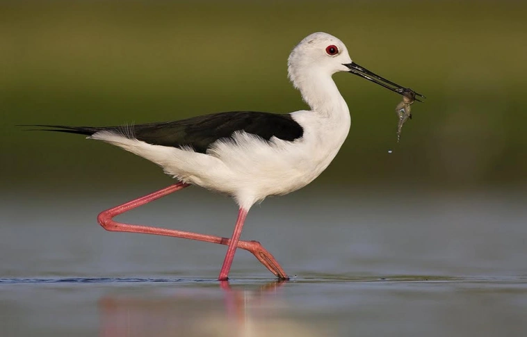 A gólyatöcs lett a 2019-es év madara