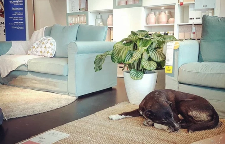 Imádjuk! Egy olasz bútorbolt kóbor kutyáknak nyújt menedéket