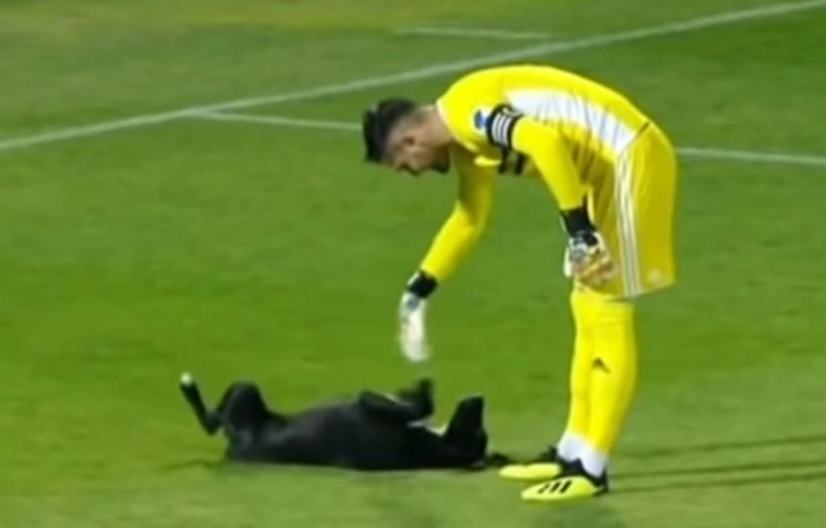 Elvitte a show-t egy kutya (Videóval!)