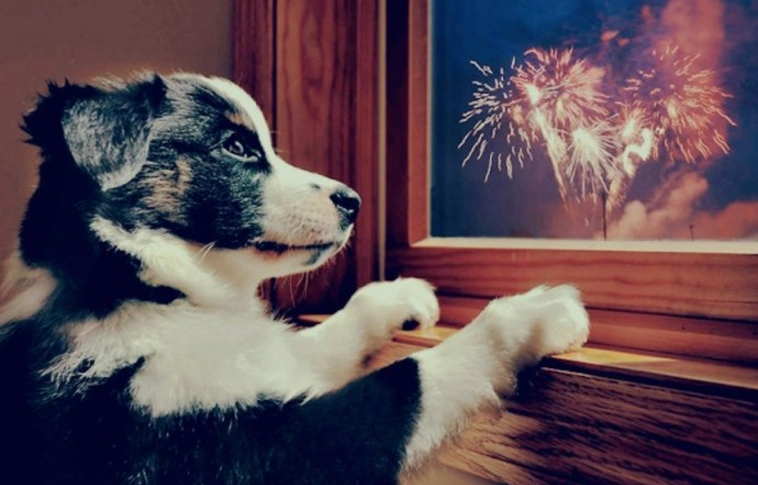 Vigyázzunk kedvenceinkre szilveszterkor! Fokozott figyelemre intenek az állatvédők