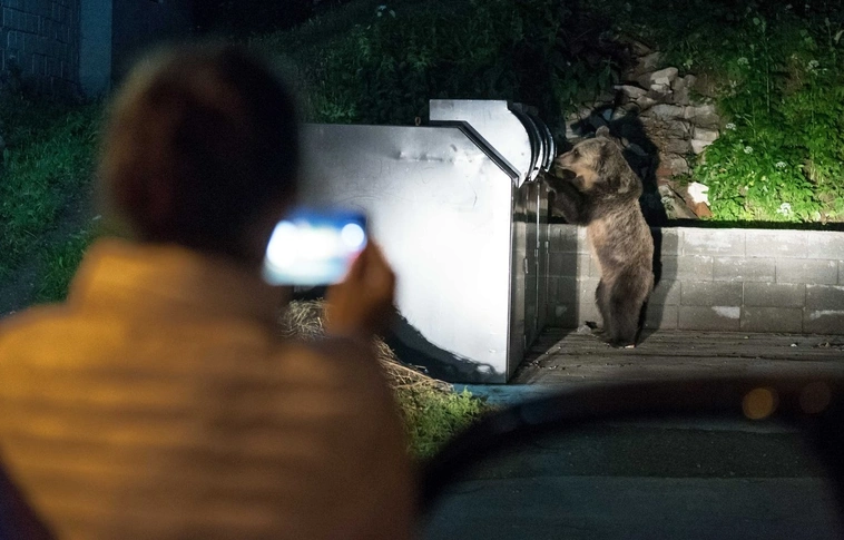 Kilőtték a medvét Tusnádfürdőn