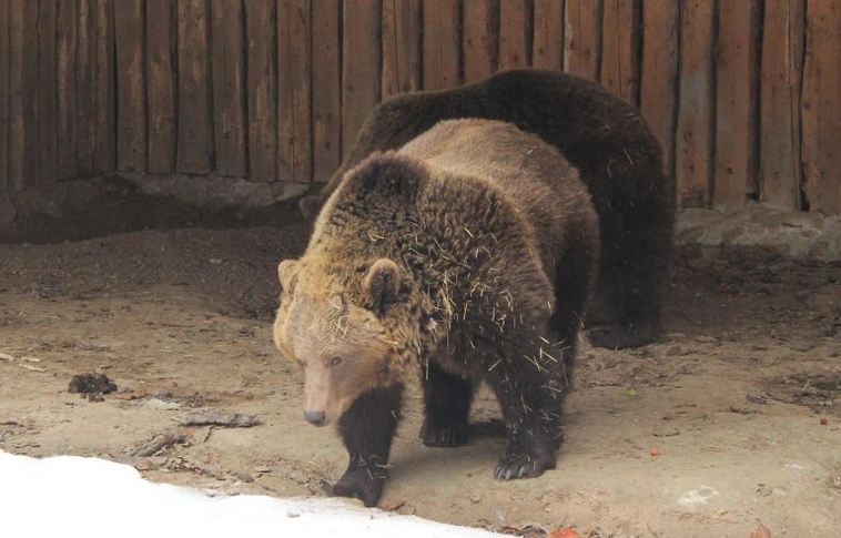 Meglátja ma az árnyékát a két miskolci barnamedve?