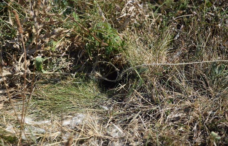 Állatkínzás, természetkárosítás, orvvadászat