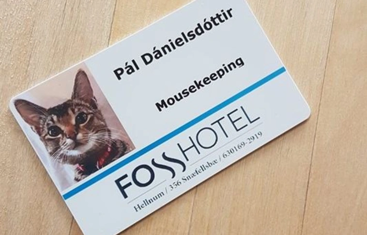 Ő Pál, a magyar macska, aki Izlandon egérkarbantartó