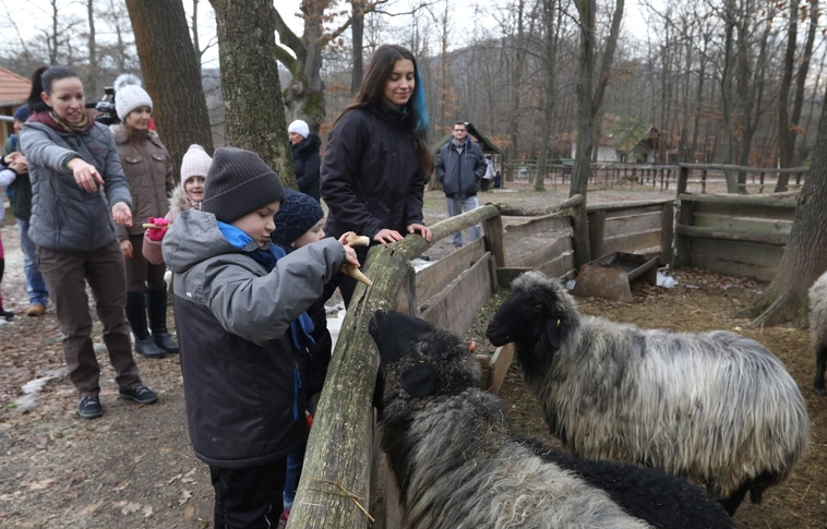 Több mint százezer látogató - eredményes évet zárt a miskolci állatkert