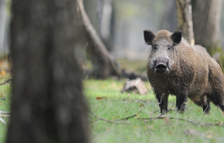 Újra felütötte fejét az afrikai sertéspestis Borsodban