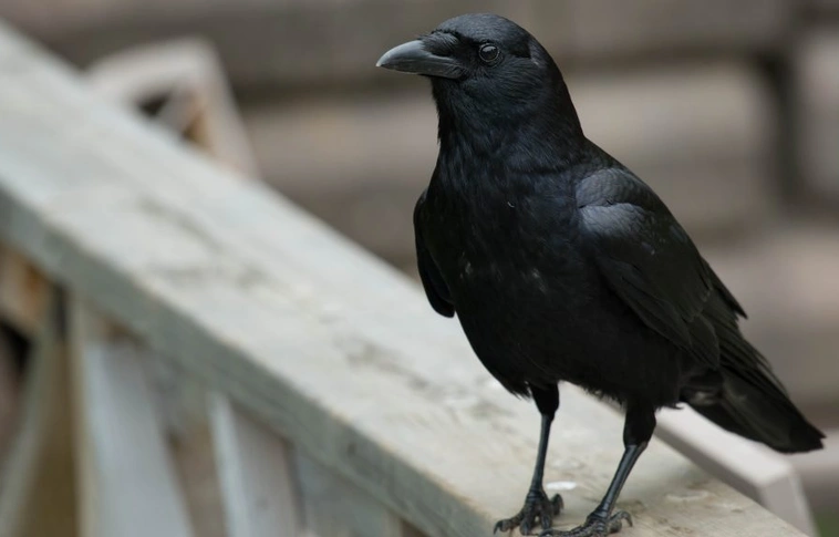 Varjak gyűjtik a szemetet Franciaországban