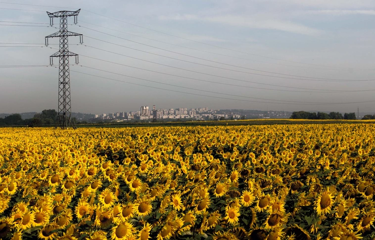 Csodálatos látványt nyújtanak a Miskolc környékén virágzó napraforgók