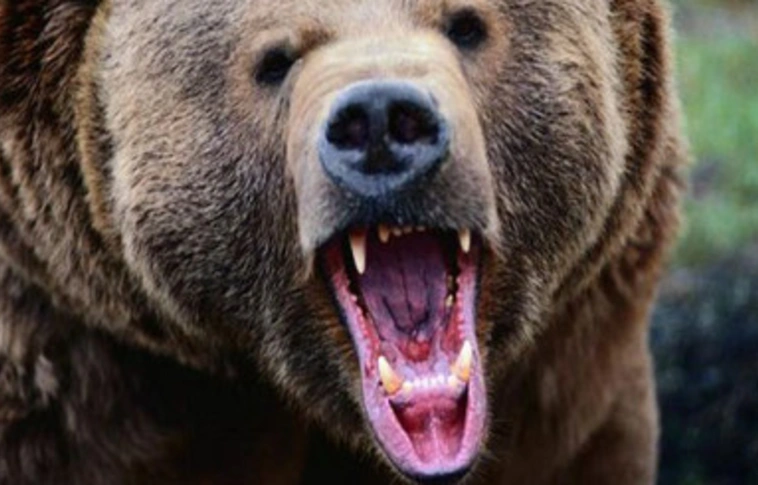 Medve harapott meg egy pásztort Erdélyben