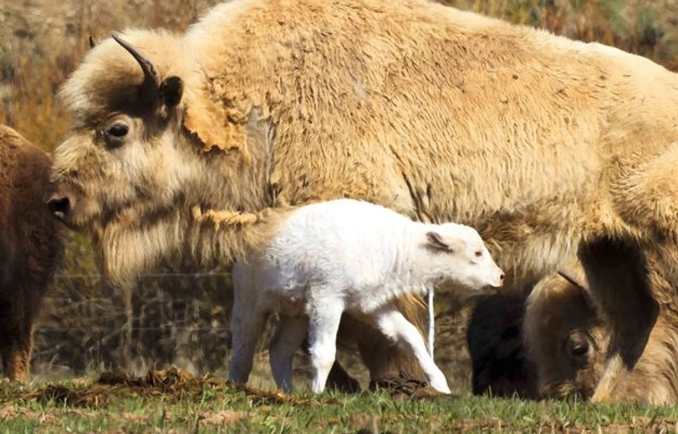 Nagyon ritka, fehér bölény született a belgrádi állatkertben
