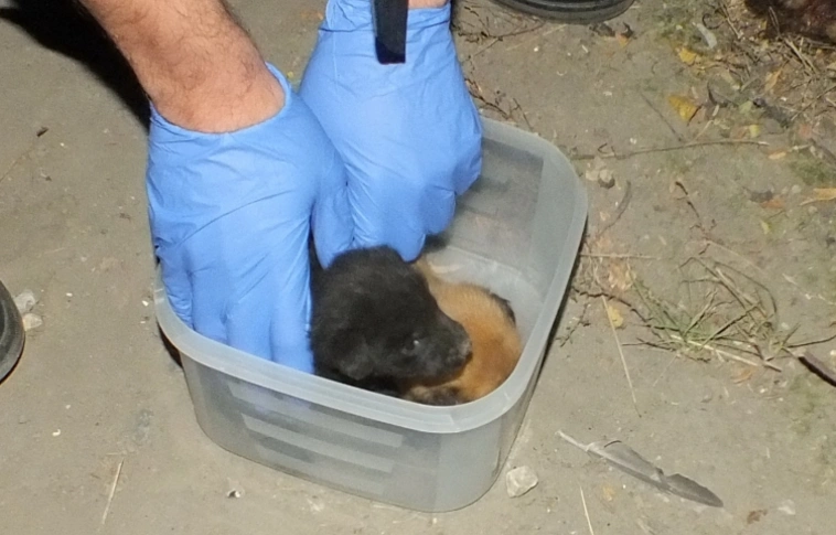 Állatkínzás! Kettő még megmenthető volt