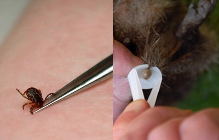 Öt tipp, hogyan védhetjük meg kedvencünket a kullancsoktól