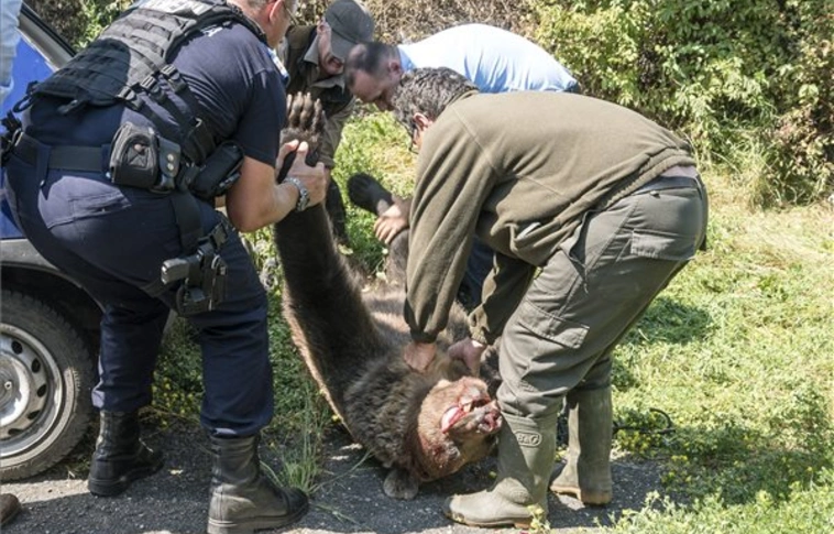 Három medvebocsot gázolt el a székelyföldi Lóvészen a vonat