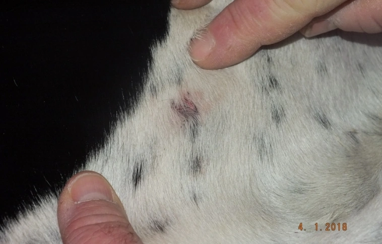 Rálőtt egy kutyára, két dologért is felelnie kell