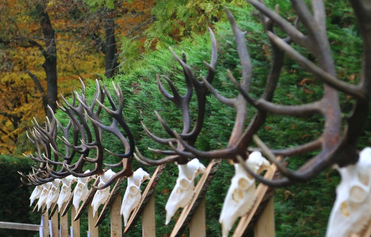 Szín-, és agancskavalkád az Aranyos-patak völgyében