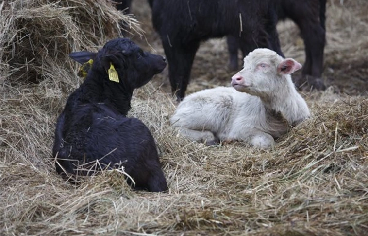 Albínó bivaly született Zalaváron