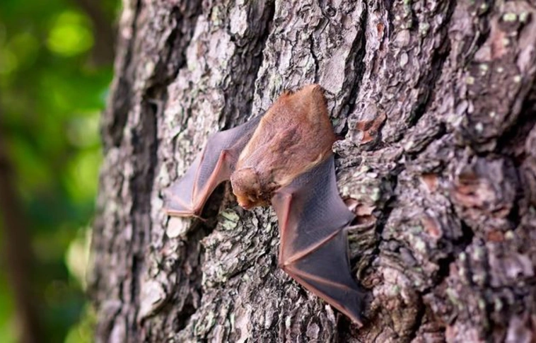 Megvadult denevérek tartják rettegésben az embereket Ausztráliában