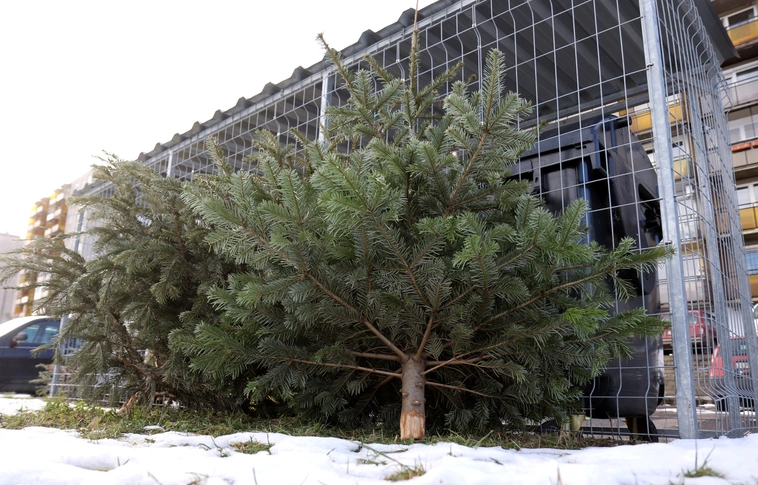 Ezen a héten indul Miskolcon a kidobott fenyők gyűjtése