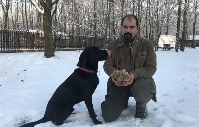 Rekordméretű szarvasgombát találtak Baranyában