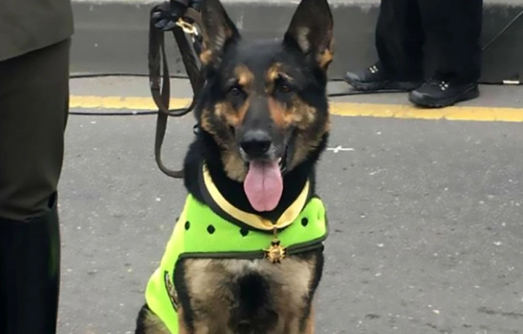 Vérdíjat tűzött ki egy drogkereső kutya fejére Kolumbia legerősebb bűnszervezete