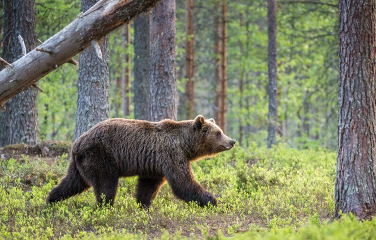 Mindenki megnyugodhat: elkábították a Magyarországon kóborló medvét