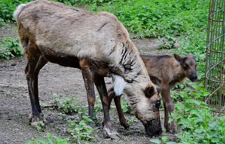 Először született rénszarvas a miskolci állatkertben