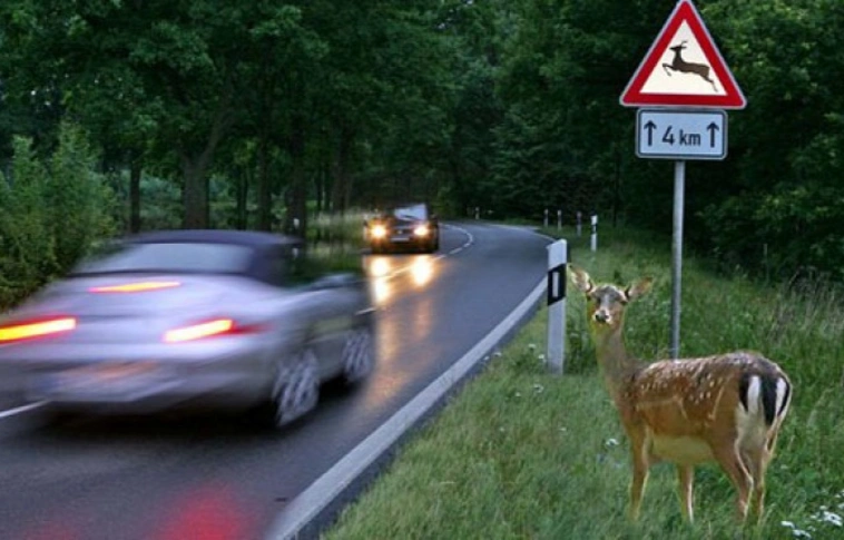 A vadak védelmében is: óvatosan vezessenek!