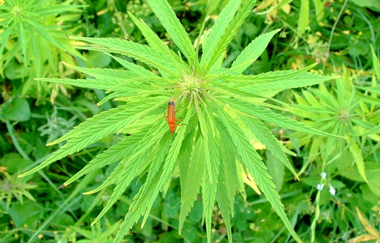 Az év palimadara? – Selfie-vel buktatta le magát a kábítószerrel kereskedő vádlott