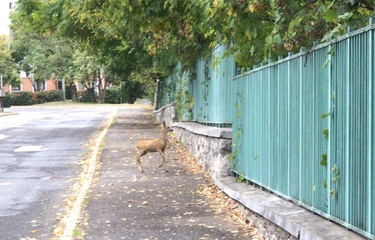 Rémült őz kóborol Miskolc utcáin (Videóval!)
