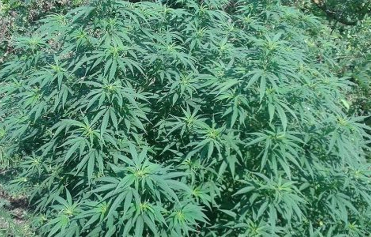 Pincébe bújt a rendőrök elől a szlovák kender kertész