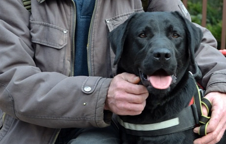 Elveszett egy vakvezető kutya, a baráthegyiek a lakosság segítségét kérték (Frissítve!)