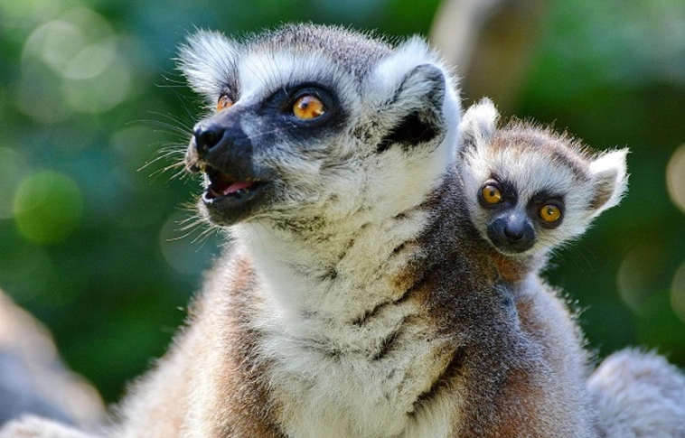 Menten kiakad a cukiságmérő: játékos makikölykök születtek Miskolcon