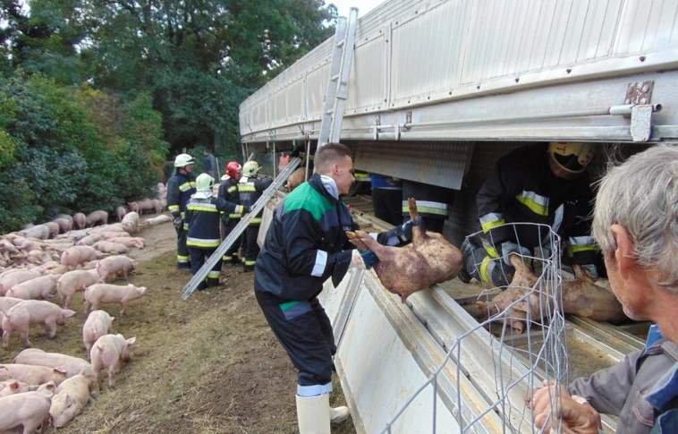 Kamionba zsúfolt sertések miatt ítélték el őket