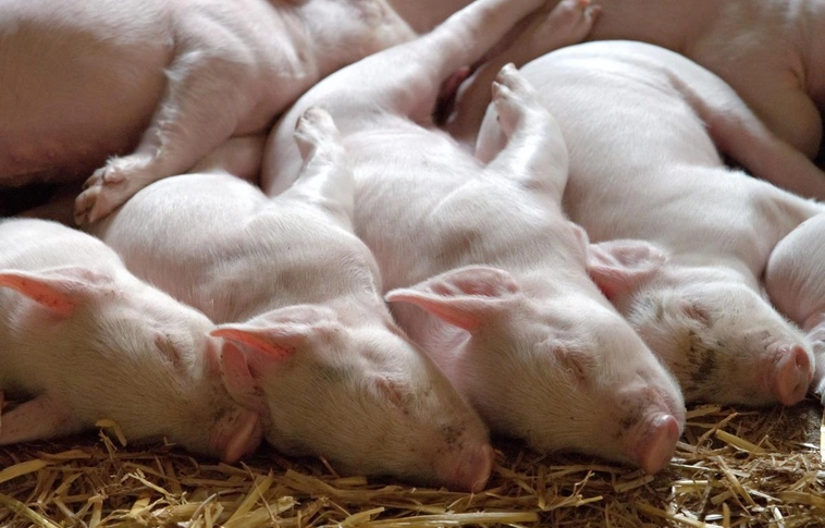 A Dunába dobják az elhullott disznókat, így terjedhetett el a sertéspestis Romániában