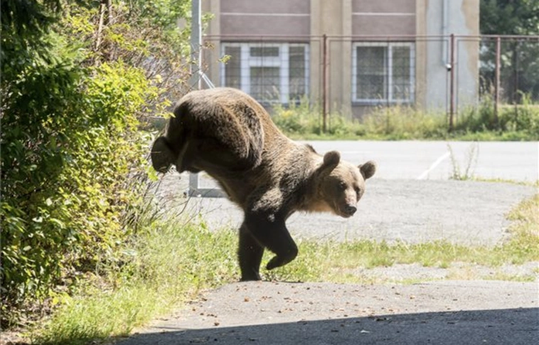 Medveveszély a Bükkben