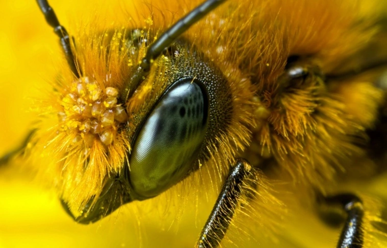 Csak a „rossz sajtón” múlik? – A darazsakat utálják, a méheket szeretik az emberek