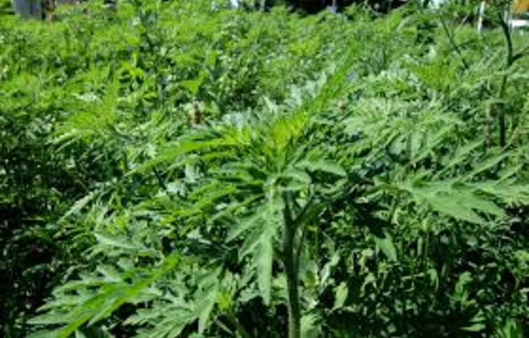 Idén 150 millió forintnyi bírságot szabtak ki parlagfű miatt